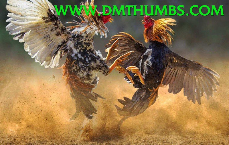 Đá Gà Trực Tiếp - so79