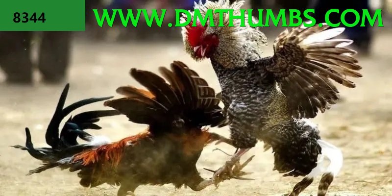 Trường Đấu Đá Gà Chuyên Nghiệp